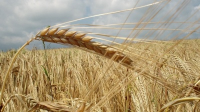 Ukraine has used up six EU exporting agricultural quotas for 2018
